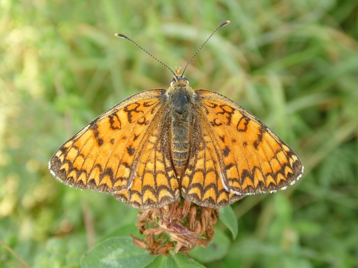 Lepidotteri del Parco del Roccolo